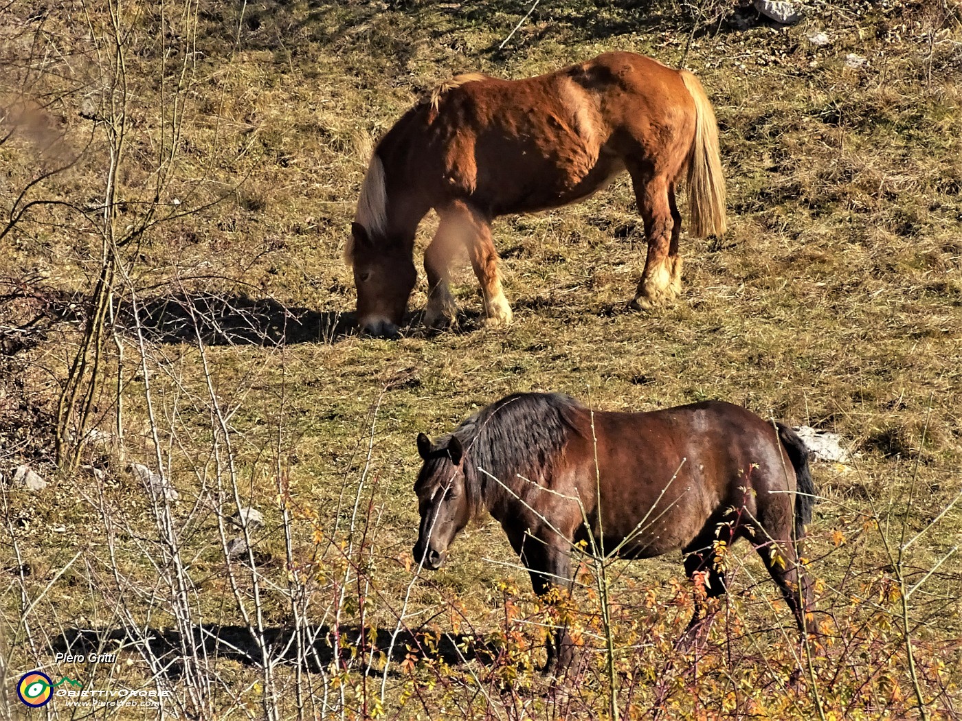 11 Cavalli al pascolo nei prati del Crosnello.JPG